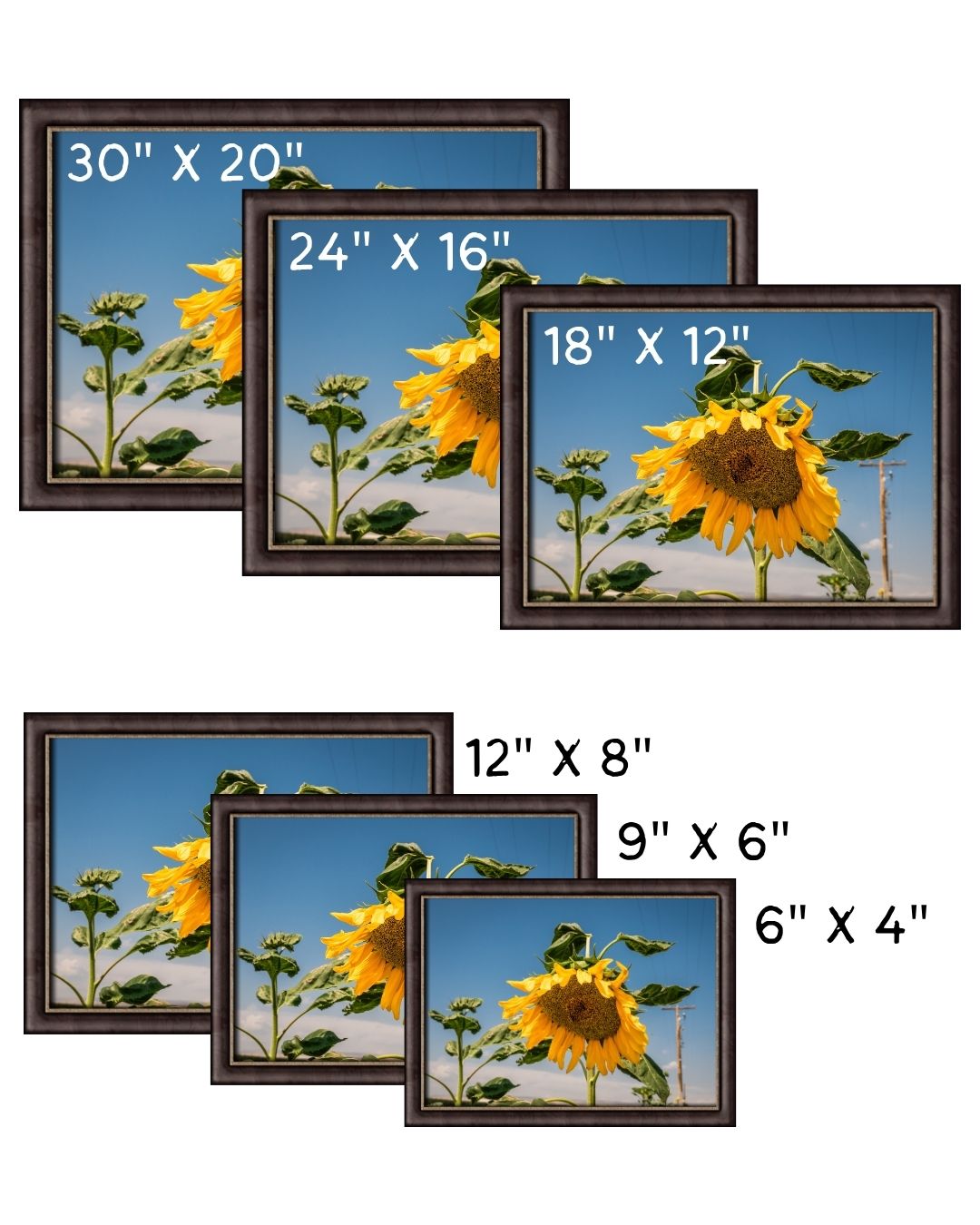 Sunflower 2