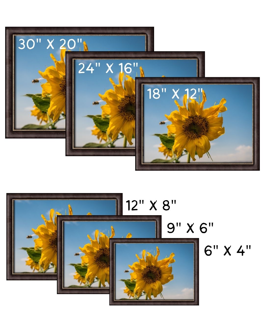 Sunflower – Kayla Jones Creative