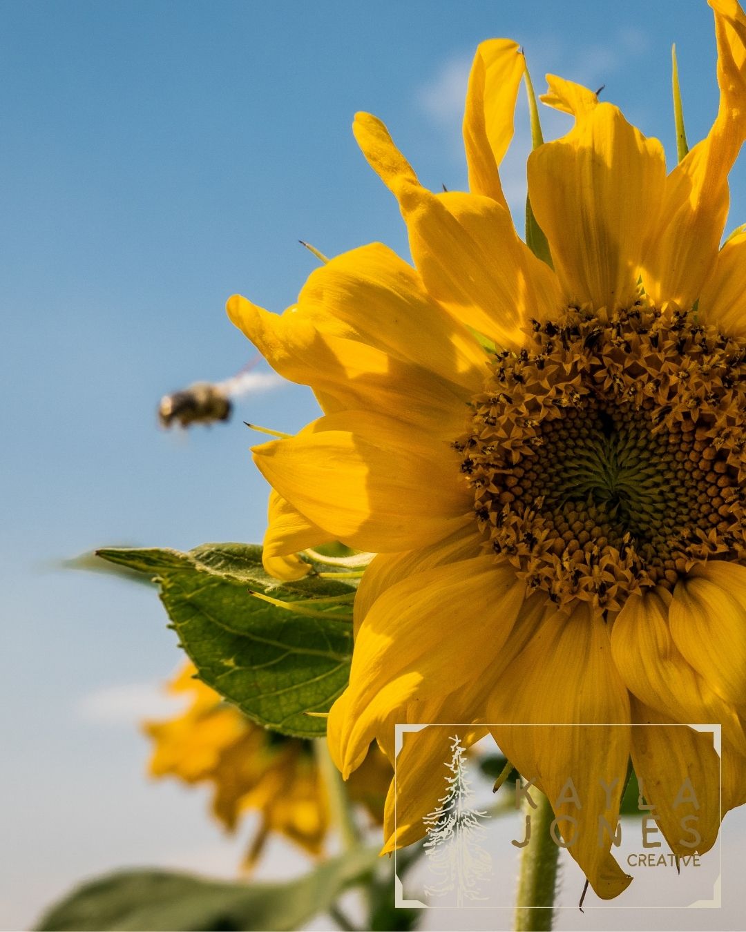 Sunflower – Kayla Jones Creative