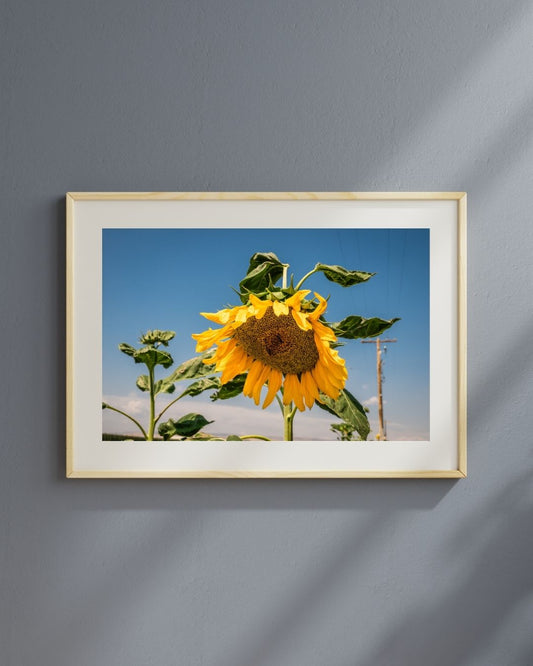 Sunflower 2