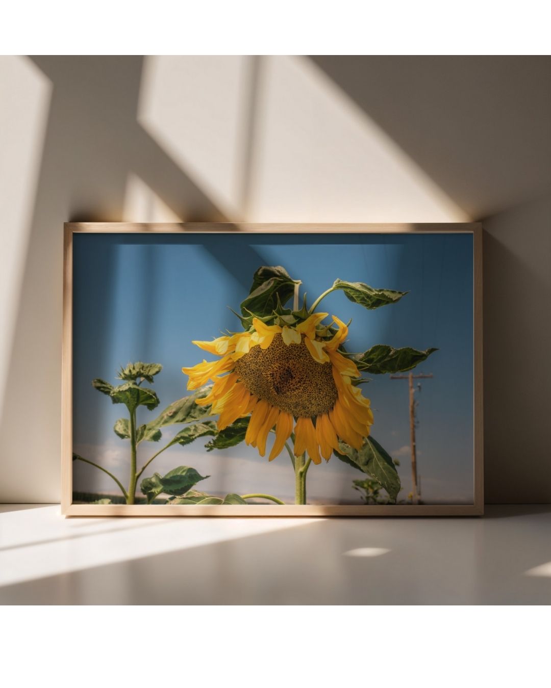Sunflower 2