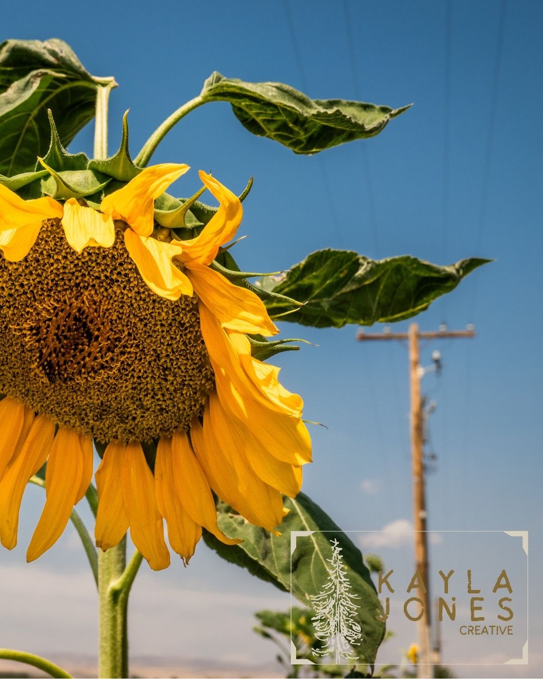 Sunflower 2