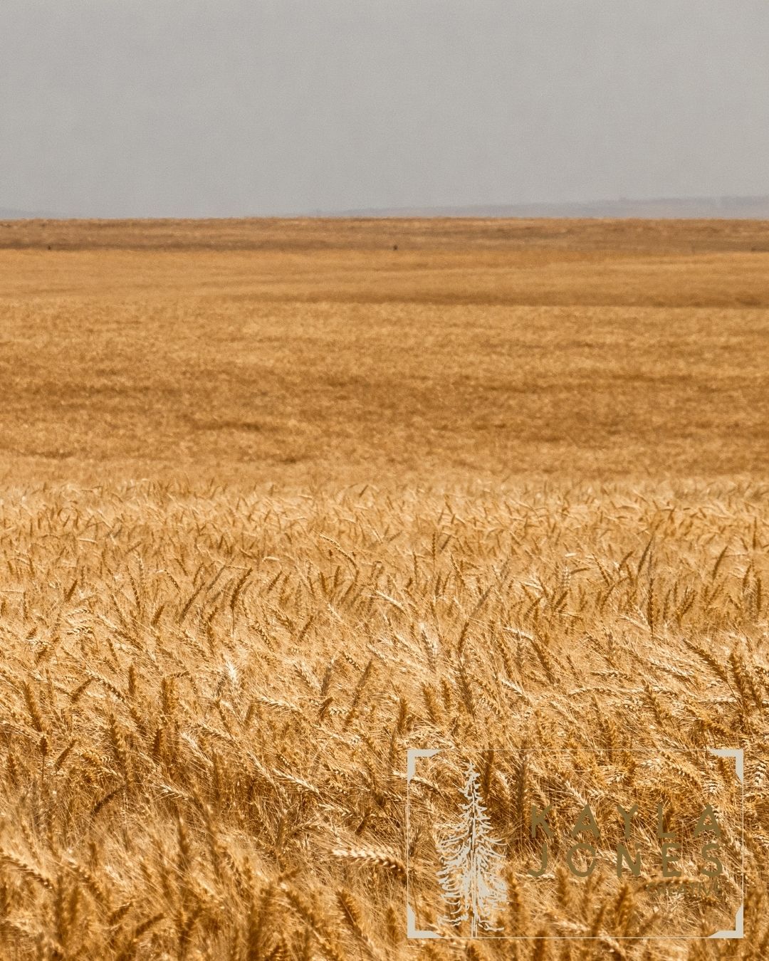 Wheat In Almira
